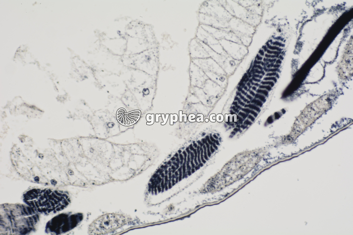 Muscle stries géantes larve de Chironome CL x100 - gryphea.com